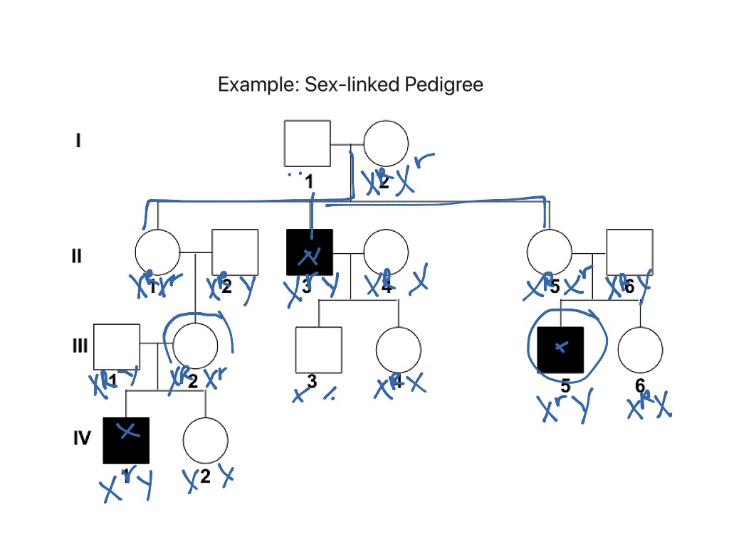 Recessive Dominant And X Linked Pedigrees Science Genetics Showme