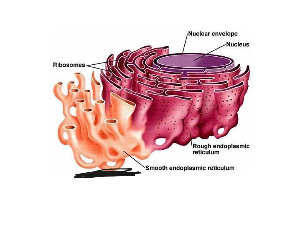 Органоиды клетки эндоплазматическая сеть. Гладкая эндоплазматическая сеть органоид. Эндоплазматическая сеть строение органоида. Органеллы строение эндоплазматической сети.