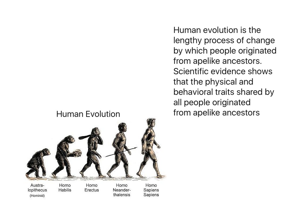 ShowMe - human evolution
