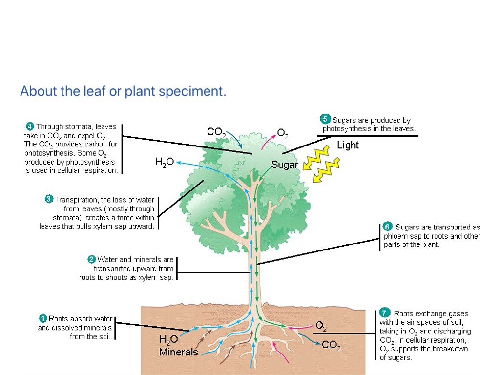 Process plants. Transport of Water in Plants. Substance transport in Plants. Transportation in Plants. Role of stomata in transport in Plants.