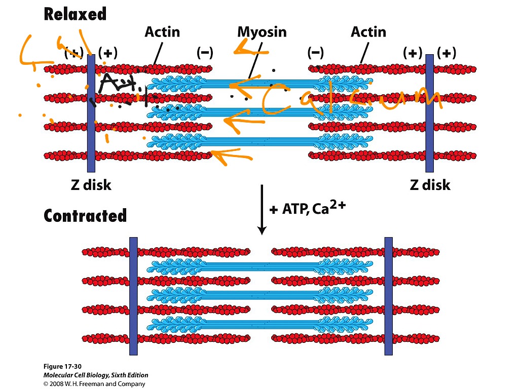 Сокращение актина и миозина. Белки актин и миозин. Сократительные белки актин и миозин. Сокращение мышц актин и миозин. Белки мышечного сокращения.