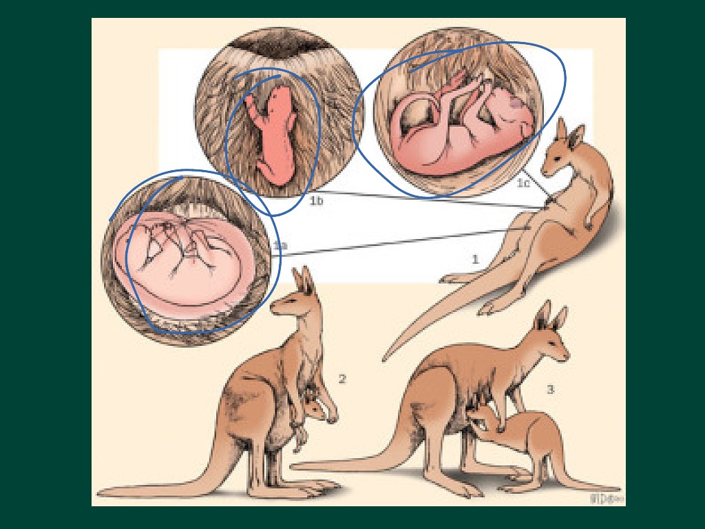 Женский половой орган млекопитающих. Сумчатые кенгуру. Анатомия сумчатых.