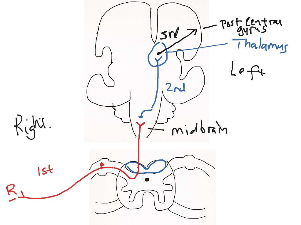 Ascending (Sensory) Pathways | Science, Human-body, Physiology, Medical ...