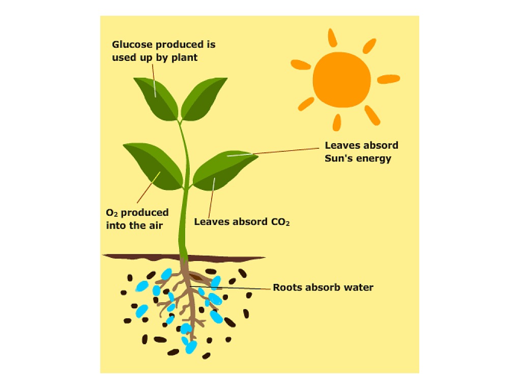 Plants co. Фотосинтез. What is Photosynthesis. 2 Phases of Photosynthesis:. Photosynthesis needs.