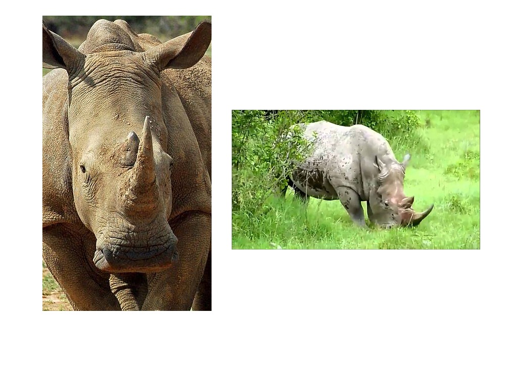 What do rhinos eat? | Science, Earth-science, Animals | ShowMe