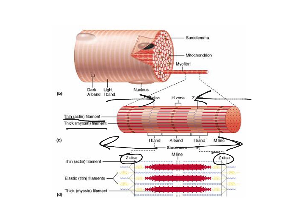 what happens during a muscle contraction