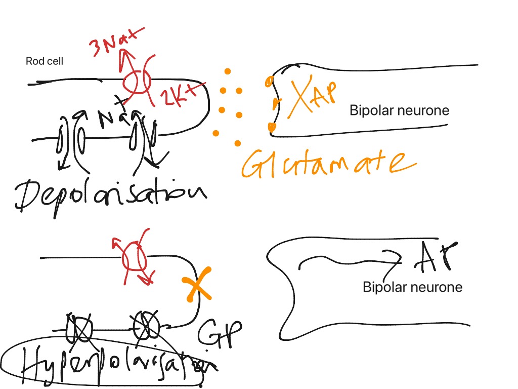 generator-potential-in-rod-cell-science-human-body-biology-showme