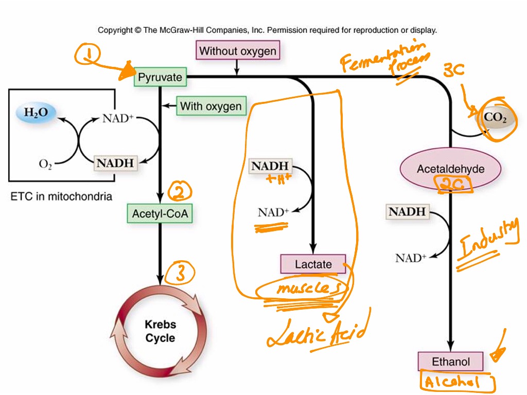 Cellular Respiration Diagram Ap Bio