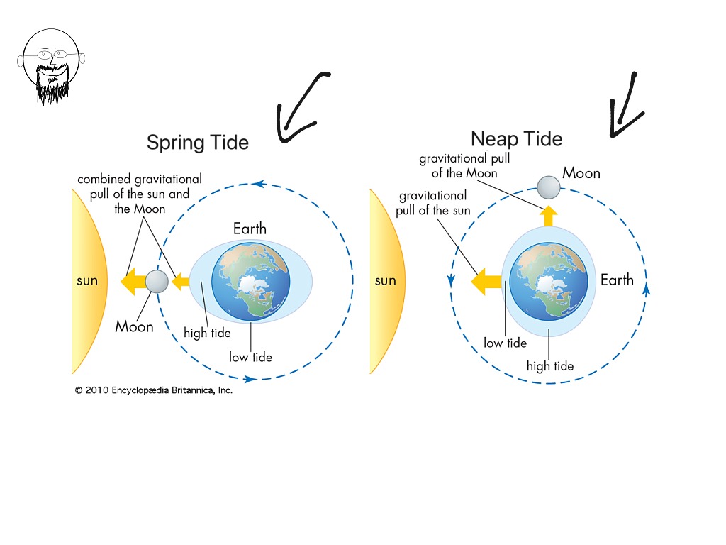 The Moon, the Sun and Earth’s tides. | Science, Astronomy, Solar System ...