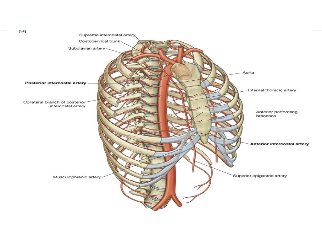 musculophrenic artery