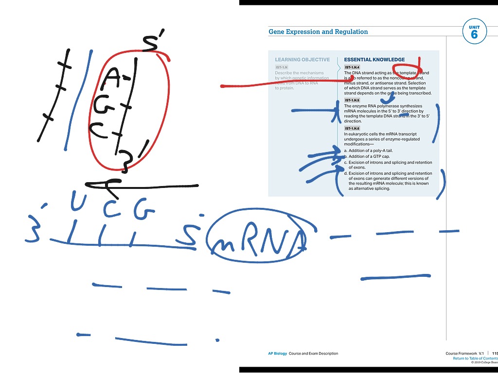 APB 6.3b - Transcription B | Ap Biology | ShowMe