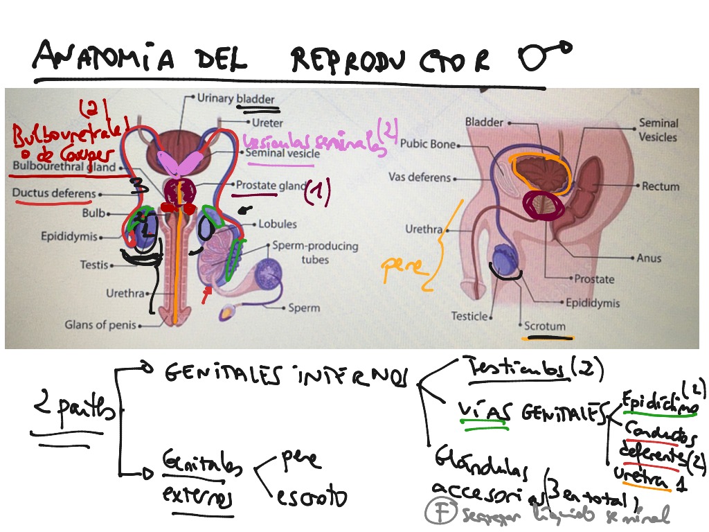 Sesiones Y Reproducci N Humana Hasta Reproductor Masculino