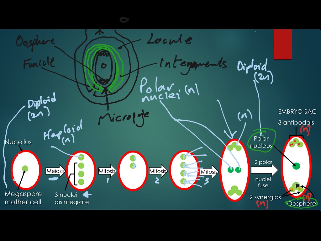 female-plant-gamete-formation-science-plants-biology-showme