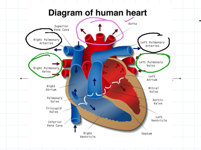 Heart | Science, Human-body, Biology | ShowMe