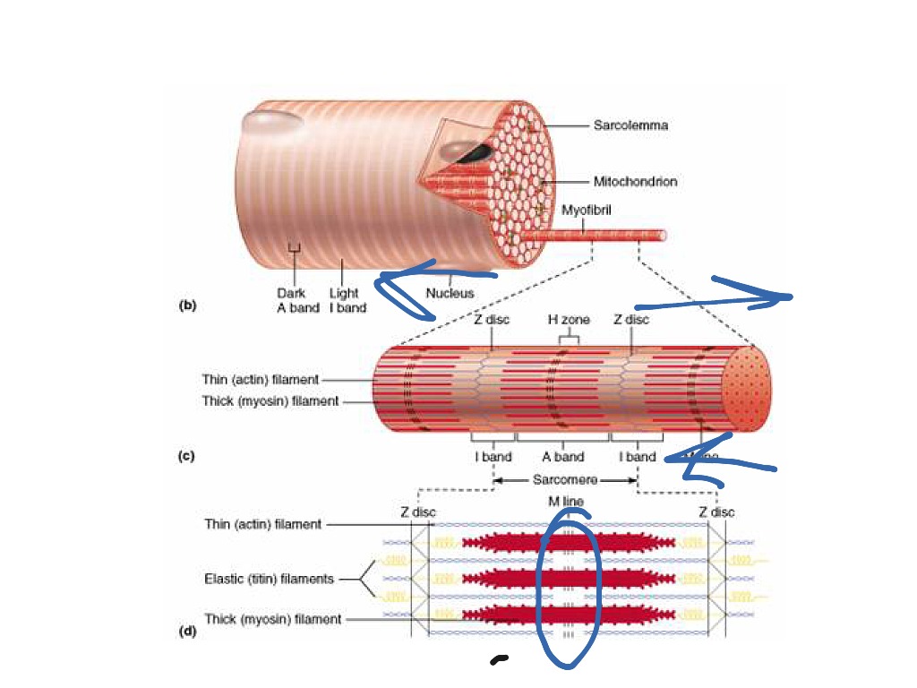 Muscle contraction | Science, Human-body, anatomy | ShowMe