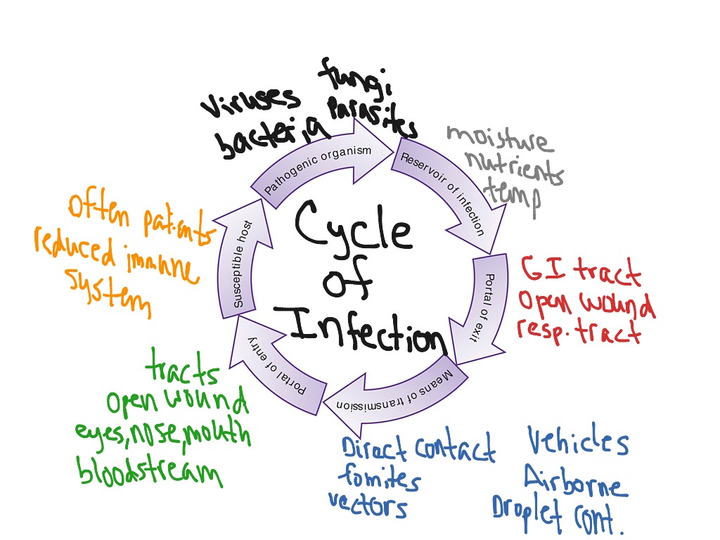 Cycle of infection | Science | ShowMe