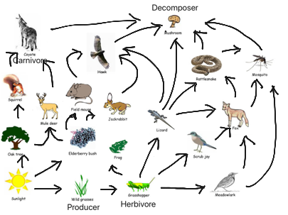 Topic - Animals | ShowMe Online Learning