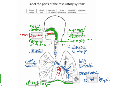 Respiratory system block 6 | Health | ShowMe