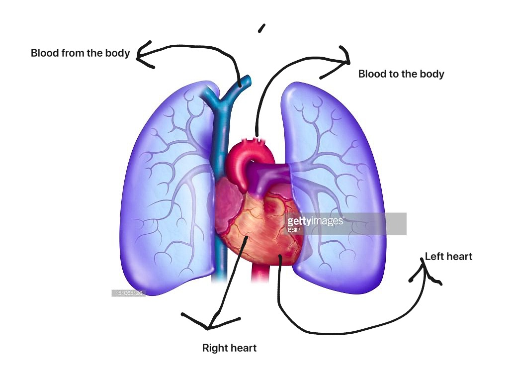 pulmonary-circulation-worksheet-free-download-gambr-co