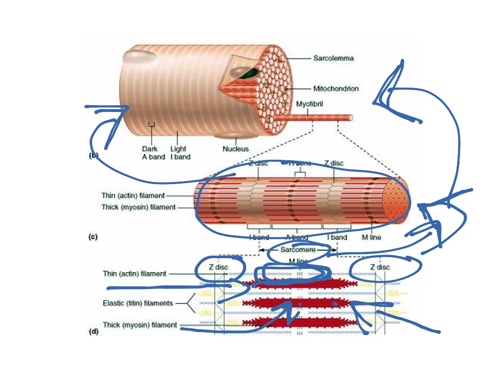 Muscle Contractions | Science, Human-body, Anatomy, Muscles | ShowMe