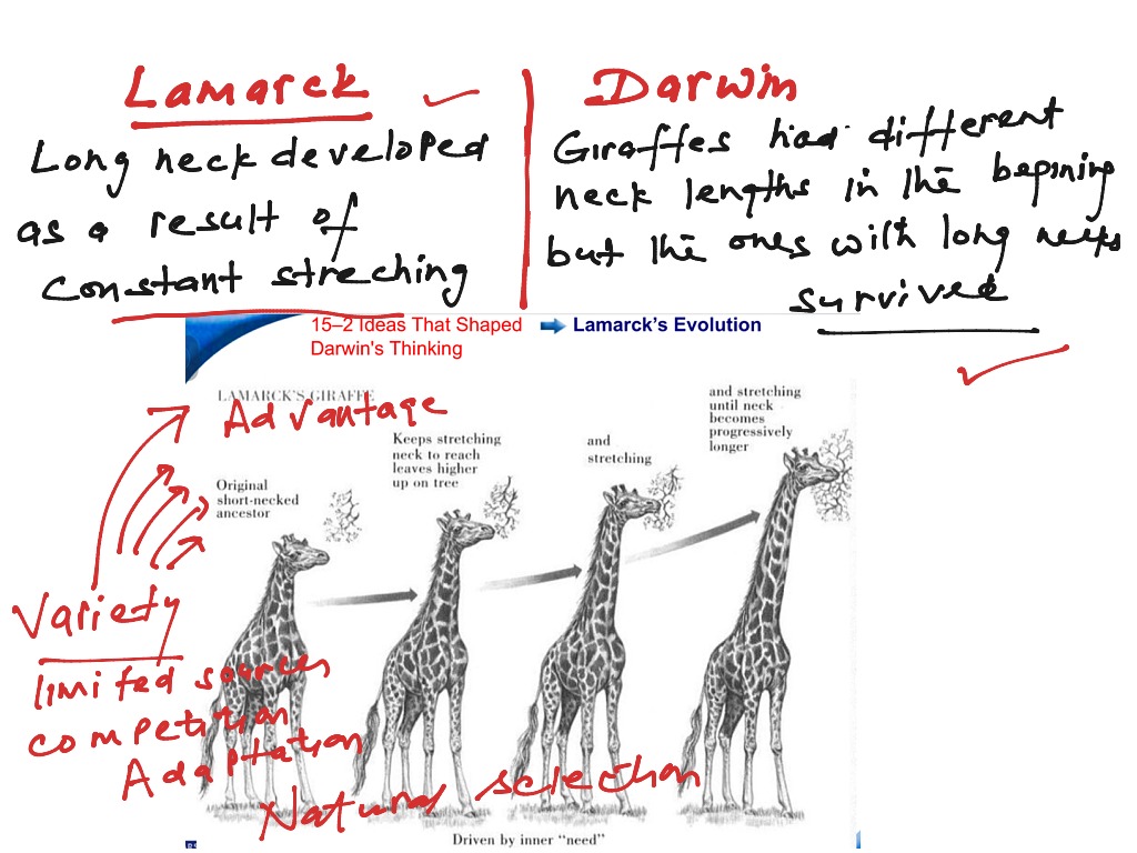 Darwin's Theory Vs Lamarck's Theory