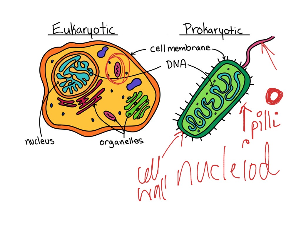 Eukaryotic Vs Prokaryotic 