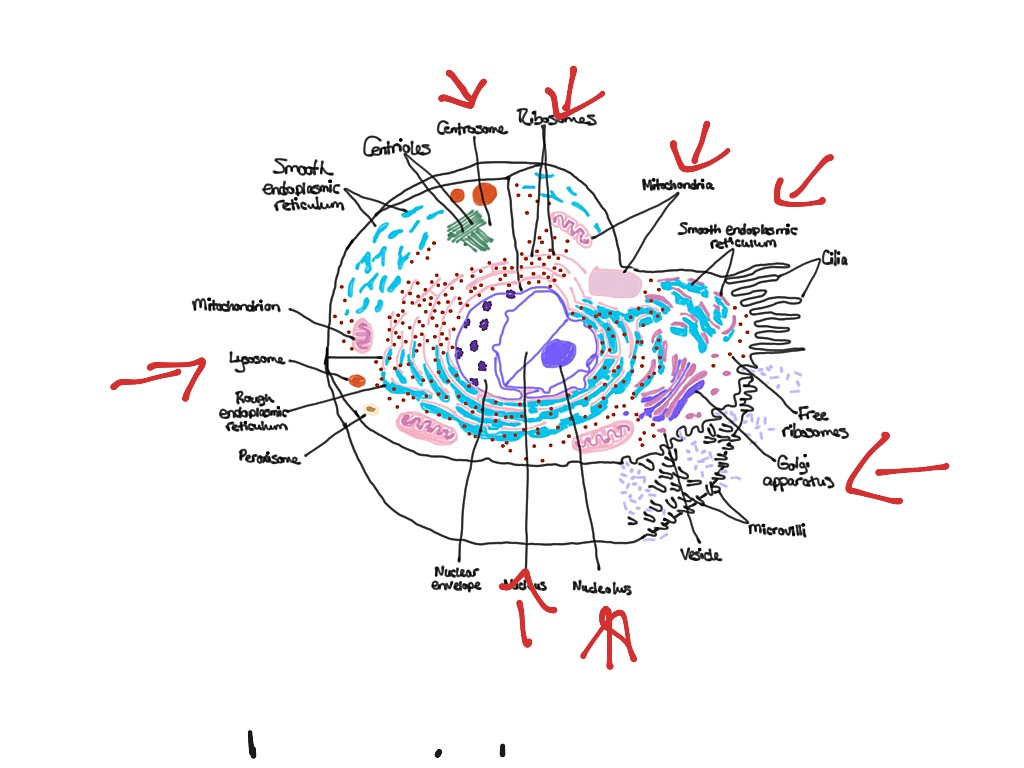 The Human Cell Science Human Body Biology Showme