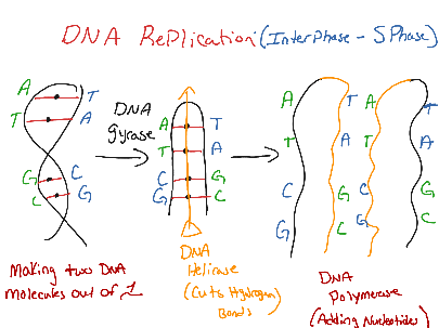 DNA replication | Science, Genetics, Biology | ShowMe