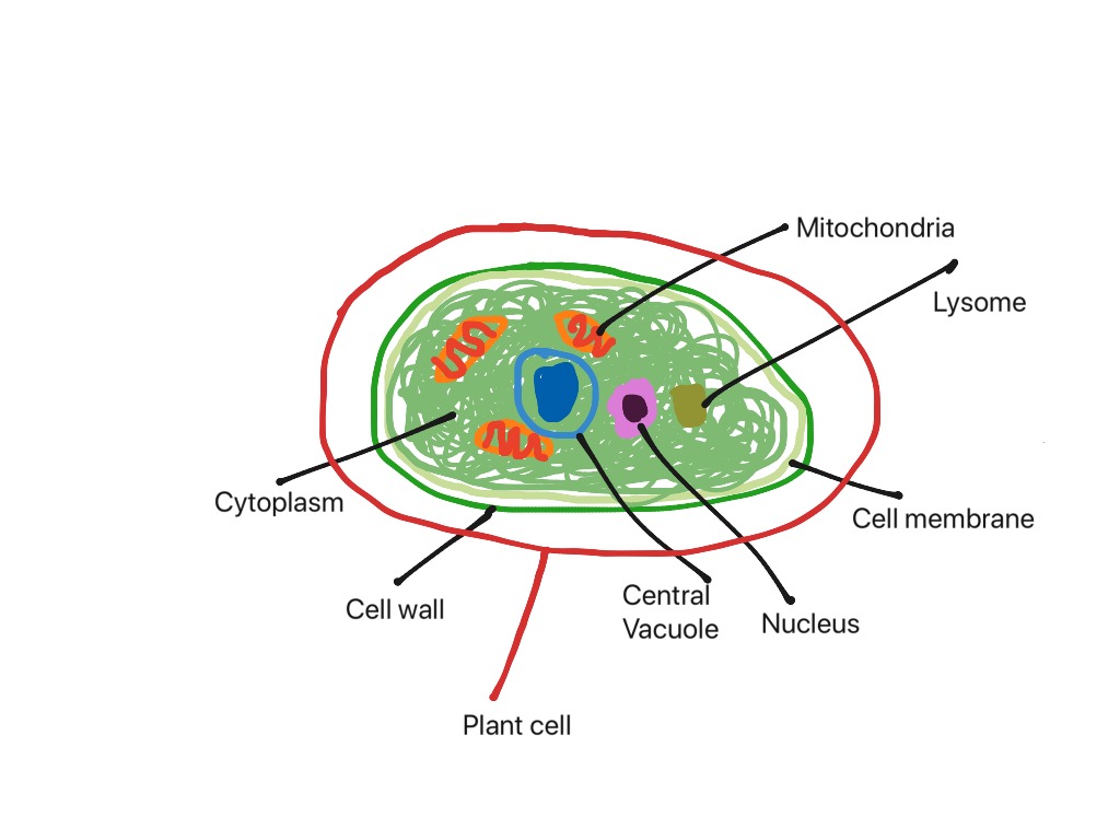 Topic - Biology | ShowMe Online Learning