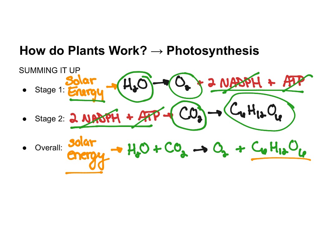 how-do-plants-work-photosynthesis-science-showme