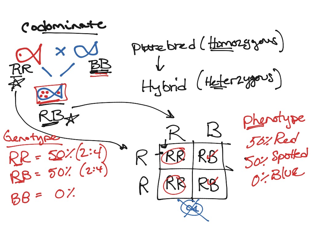 Codominate crossing - | Science, Genetics | ShowMe