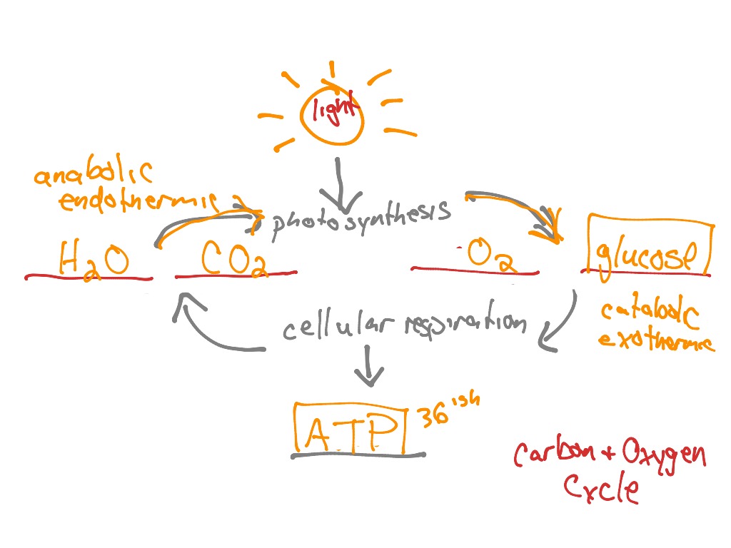 7b review | Science, Plants, Biology | ShowMe