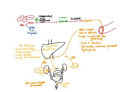 conjugated vs unconjugated bilirubin | Science, Medical, Biology | ShowMe