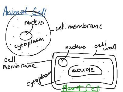 basic cell structures | Biology | ShowMe