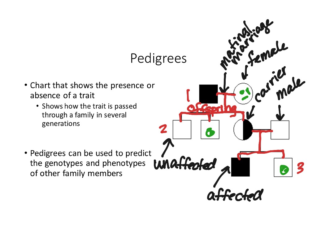 pedigrees | Science | ShowMe